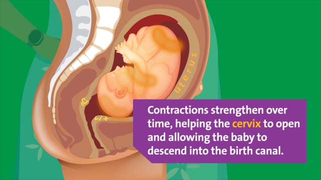 Northwell Health - Contractions